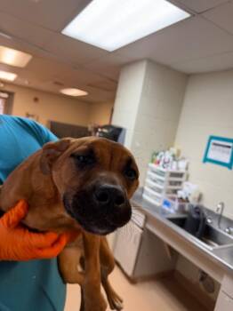 Boxer Dogs Available for Adoption in Nacogdoches, Texas - Claressa | PetCurious