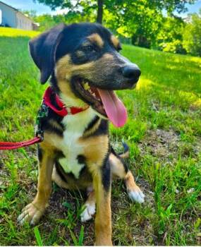PUPPY WYATT -  Hound Dog for Adoption in Franklin, Tennessee - PUPPY WYATT | PetCurious
