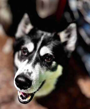 Dusty -  Husky Dog for Adoption in Alexander, Arkansas - Dusty | PetCurious