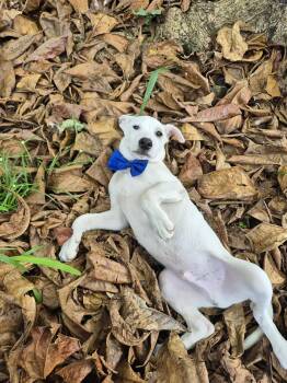 Mixed Breed and Labrador Retriever Dogs Available for Adoption - Risotto  | PetCurious