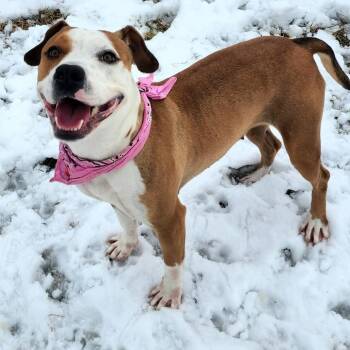 Mixed Breed Dogs Available for Adoption - Chloe | PetCurious