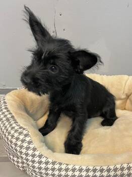 Norfolk Terrier and Chihuahua Dogs Available for Adoption - Ruler | PetCurious