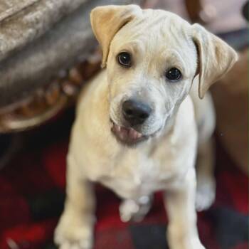 Mixed Breed Dogs Available for Adoption in Northwood, New Hampshire - Quincy | PetCurious