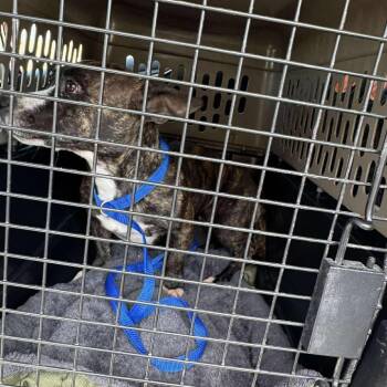 Pit Bull Terrier Dogs Available for Adoption in San Diego, California - Violet | PetCurious