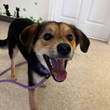 Beagle Dogs Available for Adoption in Harrisville, West Virginia - Tracker | PetCurious
