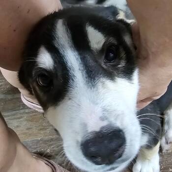 Rescue Husky and Mixed Breed Dogs for Adoption in Cleveland, Texas - Milo | PetCurious