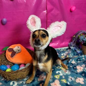 Chihuahua Dogs Available for Adoption in Fresno, California - DT | PetCurious