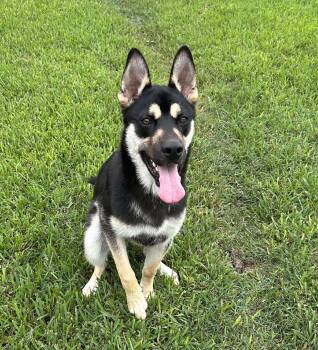 Rescue Shepherd Dogs for Adoption in Montgomery, Texas - Charleston | PetCurious