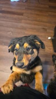 English Shepherd Dogs Available for Adoption in Dunmore, Pennsylvania - Finn | PetCurious