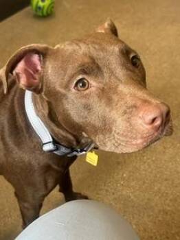 Lanai -  Pit Bull Terrier Dog for Adoption in Cleveland, Ohio - Lanai | PetCurious