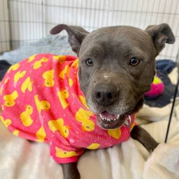 Rescue Pit Bull Terrier Dogs for Adoption in Austin, Texas - Streetcar Stella | PetCurious