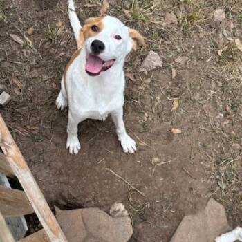 Great Pyrenees and Smooth Fox Terrier Dogs Available for Adoption in Corsicana, Texas - Amber | PetCurious
