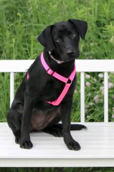 Rescue Labrador Retriever and Mixed Breed Dogs for Adoption in Savage, Minnesota - Darby | PetCurious