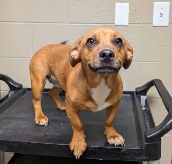 Cannoli -  Dachshund and Black Mouth Cur Dog for Adoption - Cannoli | PetCurious