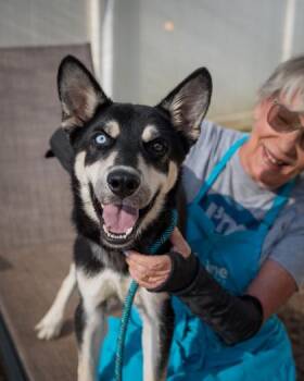 Gopher -  Mixed Breed Dog for Adoption in Chamblee, Georgia - Gopher | PetCurious