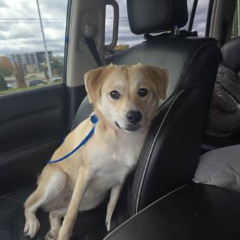 Rescue English Setter and Yellow Labrador Retriever Dogs for Adoption in Athens, Alabama - Lacey | PetCurious