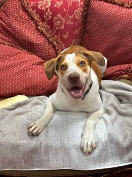 Belle -  Labrador Retriever and American Bully Dog for Adoption in Glocester, Rhode Island - Belle | PetCurious