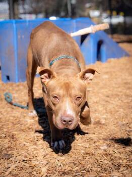 Mixed Breed Dogs Available for Adoption in Chamblee, Georgia - Blaine | PetCurious