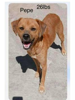 Pepe -  Black Mouth Cur Dog for Adoption in Severance, Colorado - Pepe | PetCurious