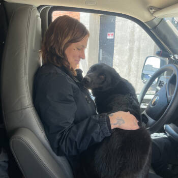 Rescue Shepherd Dogs for Adoption in St. Louis, Missouri - Blue Midnight | PetCurious