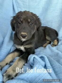 Rescue Mixed Breed Dogs for Adoption in Waunakee, Wisconsin - Det Joe Fontana | PetCurious