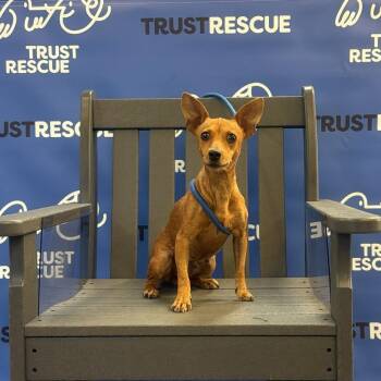 SADIE PAWKINS -  Terrier Dog for Adoption in Waterford, New Jersey - SADIE PAWKINS | PetCurious