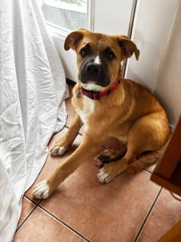 Arch -  Boxer and Shepherd Dog for Adoption in Millcreek, Utah - Arch | PetCurious
