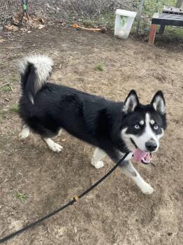 Husky Dogs Available for Adoption - Zeus | PetCurious