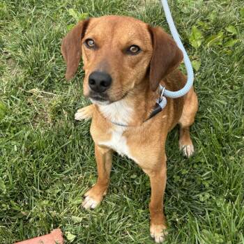 Beagle and Dachshund Dogs Available for Adoption in Cincinnati, Ohio - Wills 2026 | PetCurious