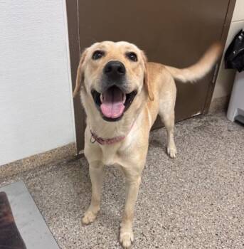 Delta -  Labrador Retriever Dog for Adoption in Vancouver, Washington - Delta | PetCurious