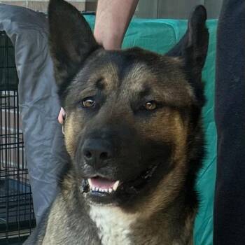 Chow Chow and German Shepherd Dog Dogs Available for Adoption - Rocky Road | PetCurious