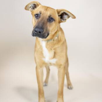Mixed Breed Dogs Available for Adoption - James | PetCurious