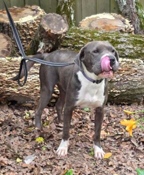 Buddy -  American Staffordshire Terrier Dog Available for Adoption in Bauxite, Arkansas - Buddy | PetCurious