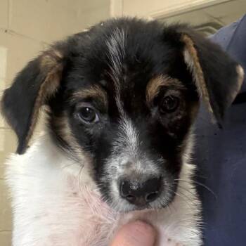 Christy -  Mixed Breed Dog for Adoption in Jacksonville, Arkansas - Christy | PetCurious
