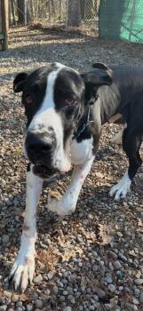 Great Dane Dogs Available for Adoption in Sprakers, New York - Jasper And Lainey | PetCurious