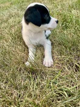 Mia -  Mixed Breed Dog for Adoption in Wyoming, Michigan - Mia | PetCurious