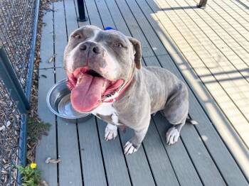 Pit Bull Terrier Dogs Available for Adoption - PRISCILLA | PetCurious