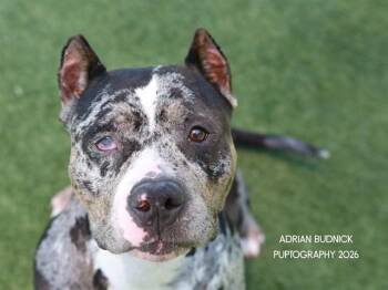 Angel -  Mixed Breed Dog for Adoption in Nashville, Tennessee - Angel | PetCurious