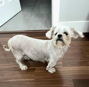 Shih Tzu Dogs Available for Adoption in Severance, Colorado - Glory | PetCurious