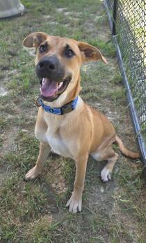 Grammy -  Mountain Cur Dog for Adoption in Shepherdsville, Kentucky - Grammy | PetCurious