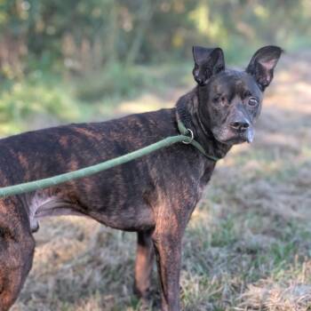 Rescue Mixed Breed Dogs for Adoption in Middleburg, Florida - Noah/Archer 28187 | PetCurious