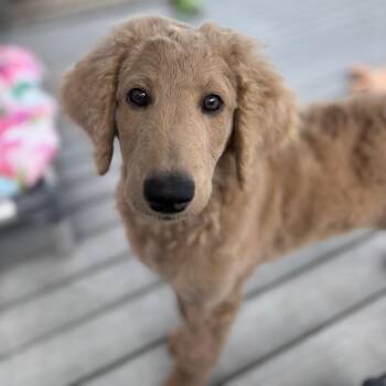 Butterscotch/A1049834 -  Poodle and Mixed Breed Dog for Adoption in San Pablo, California - Butterscotch/A1049834 | PetCurious