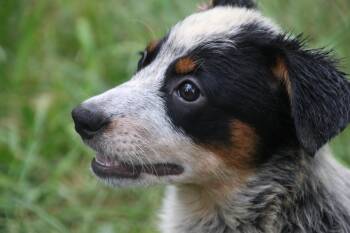 Lightning -  Cattle Dog Dog for Adoption in Aurora, Illinois - Lightning | PetCurious