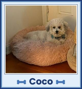 Coco - Ohio -  Bichon Frise Dog for Adoption in Tulsa, Oklahoma - Coco - Ohio | PetCurious