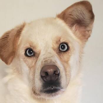Husky and Golden Retriever Dogs Available for Adoption in Richmond Hill, Ontario - Lola | PetCurious