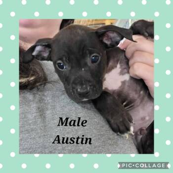 Pit Bull Terrier Dogs Available for Adoption in Ringwood, New Jersey - Austin | PetCurious