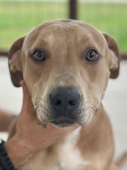 Rescue Mixed Breed Dogs for Adoption in Franklin, Kentucky - Seven | PetCurious