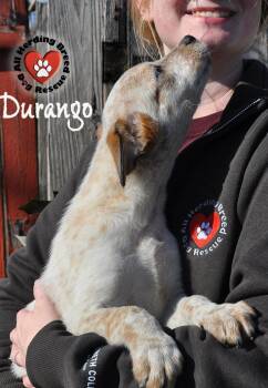 Rescue Cattle Dog Dogs for Adoption in Joliet, Illinois - Durango | PetCurious