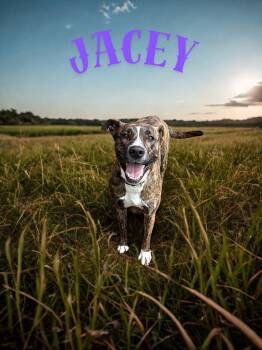 Jacey -  Boxer Dog for Adoption in Barton, Vermont - Jacey | PetCurious