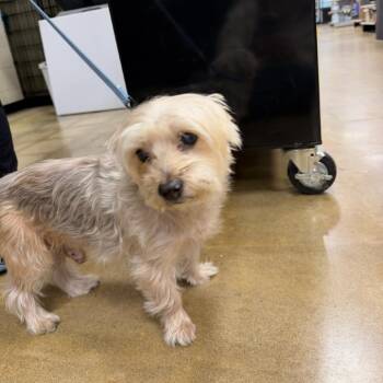 ALFALFA -  Maltese Dog for Adoption in Waterford, New Jersey - ALFALFA | PetCurious